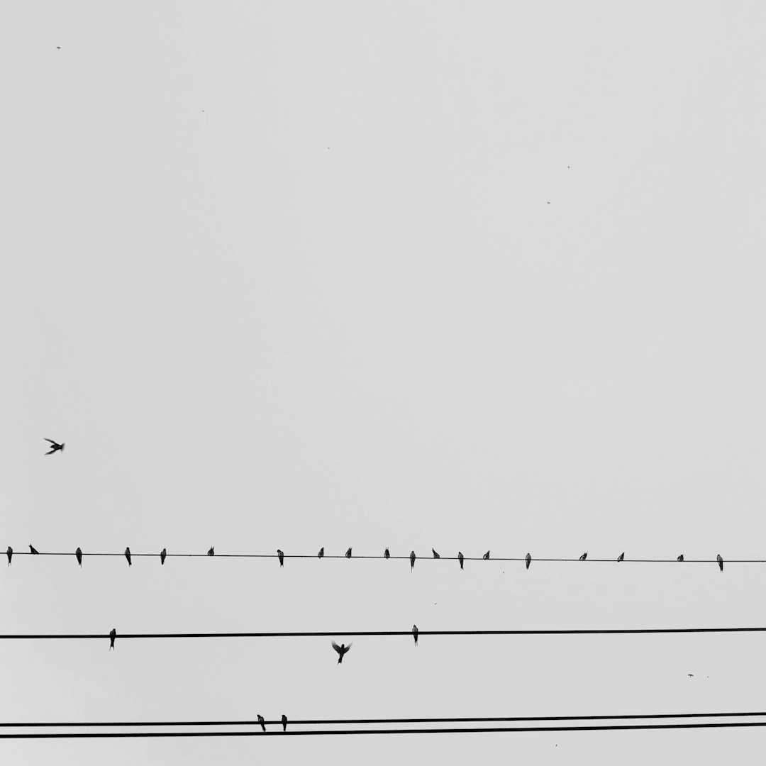 Gráfico histórico del Merval durante crisis